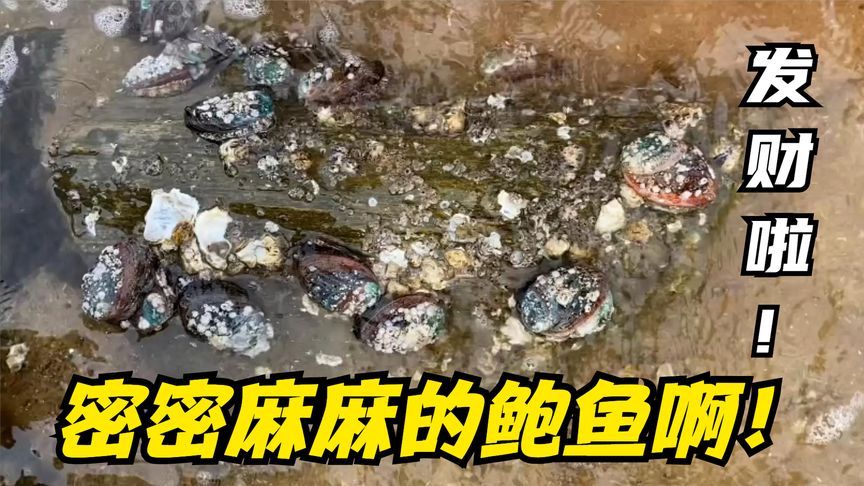 排水口海鮮大爆發(fā)啦！管道上吸著一大片鮑魚！還有好多深海大龍蝦