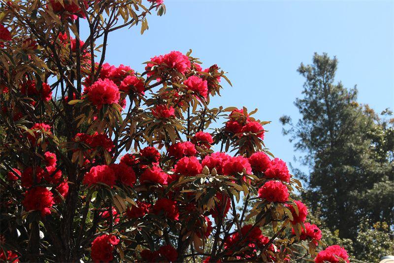 美在大姚丨插花節(jié)，彝家人的浪漫情詩-圖2