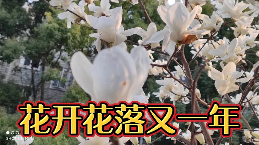 花開(kāi)花落又一年