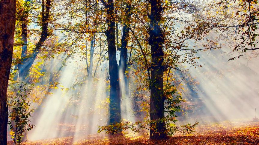 【大自然美景】不起眼的藤蔓也在暗自生長啊。