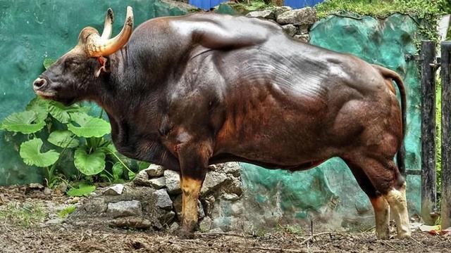 罕見！云南村民自家牛圈多一頭印度野牛 重1.5噸無天敵，僅存200頭-圖1