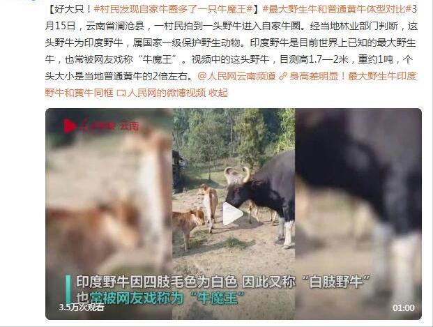 罕見！云南村民自家牛圈多一頭印度野牛 重1.5噸無天敵，僅存200頭-圖2